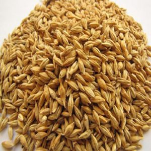 barley