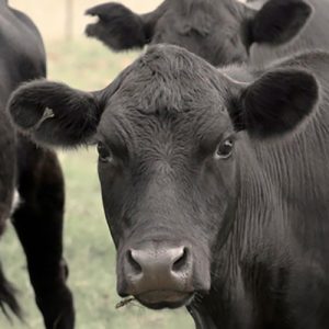 blank agnus cattle