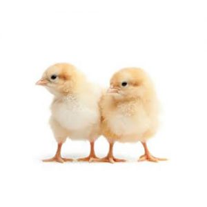 broiler chicks